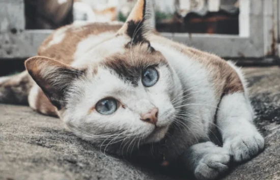 How to feed stray cats scientifically?