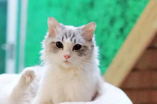 What could be causing the new kitten to meow incessantly?