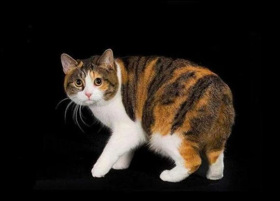 Why cats are afraid of cucumbers