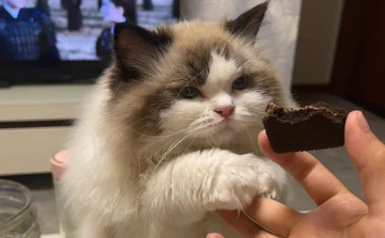 What will kill a cat?