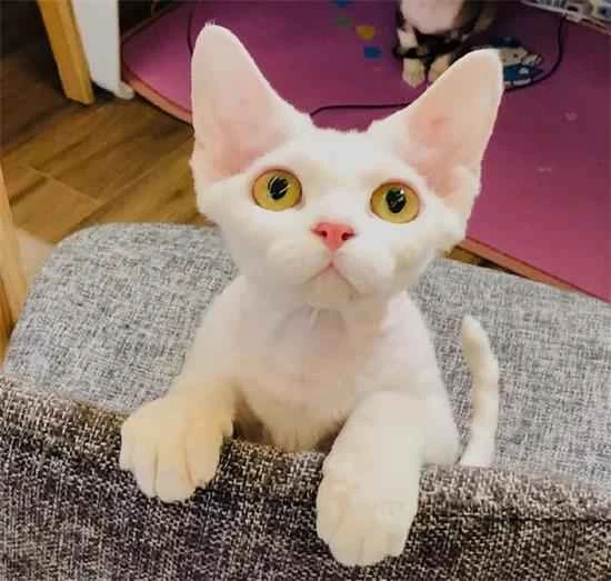 What foods should cats not eat?