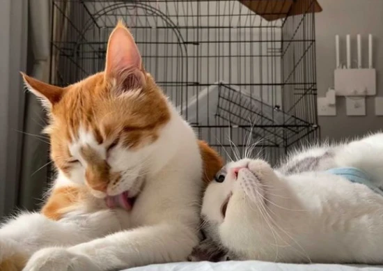 Can I keep two female cats together?