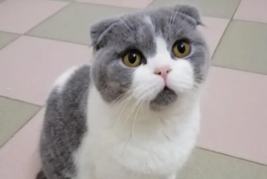 What are some grooming methods for British Shorthair cats?