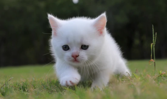 Pure white cats have genetic defects