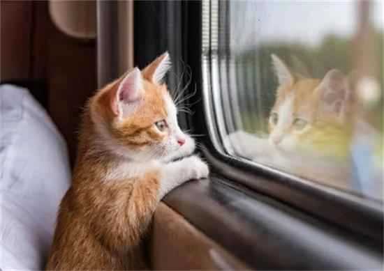 Can cats ride the high-speed rail?