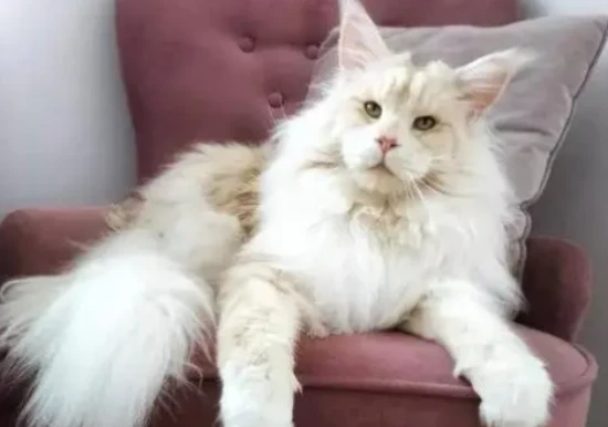 What does it mean when a cat growls?