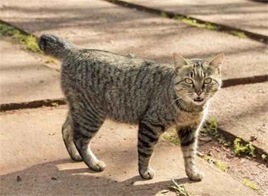 How to deal with kitten shedding?