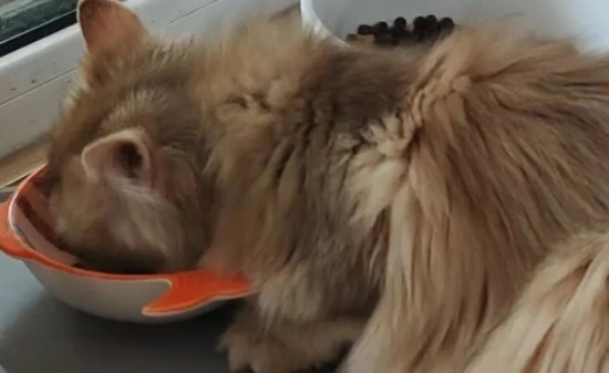 What to do if your cat is a picky eater? These tips will help you solve this problem!