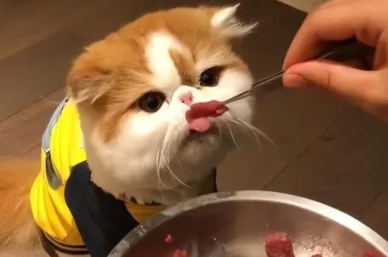 Do you know what foods can kill a cat?