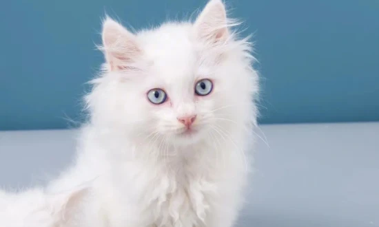 How to dry a cat after a bath?