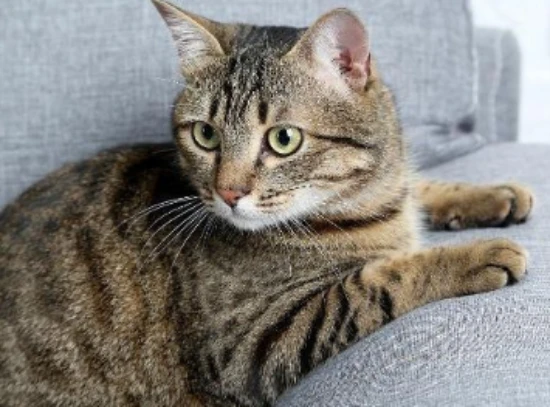 What is the temperament of the Chinese Li Hua cat?