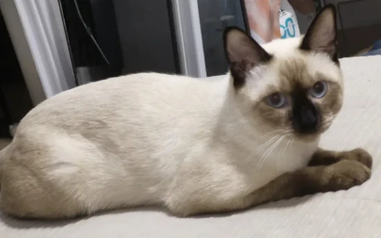 What is the personality of a Siamese cat?