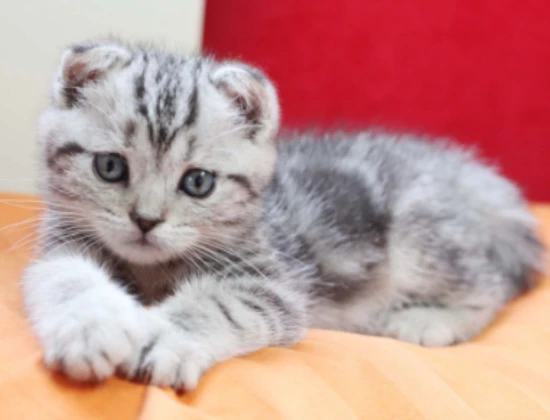 How high can a cat usually jump?