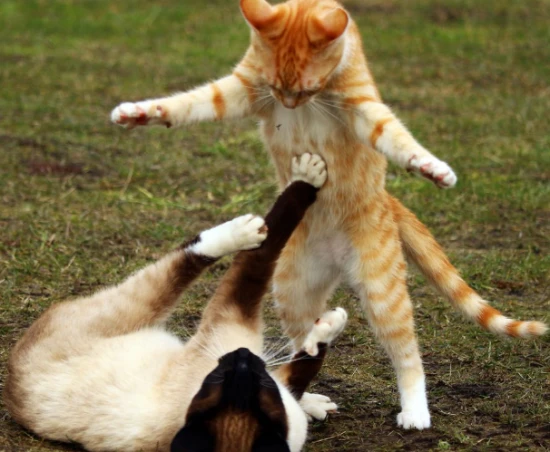 Can a fight between cats result in the death of one cat?