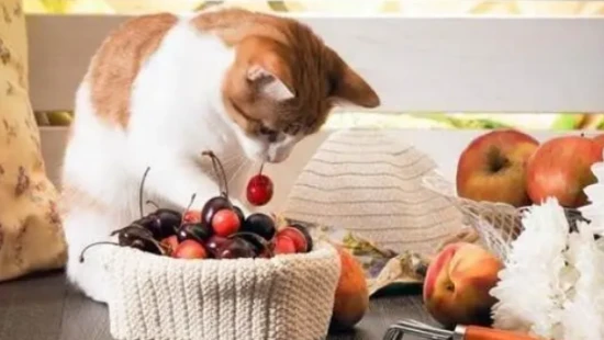 Can cats eat fruit?
