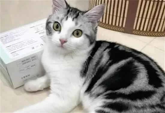 Several types of cats with "gentle temperaments" are also suitable for families with children!