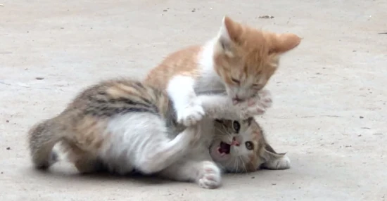 What to do if your cats fight?