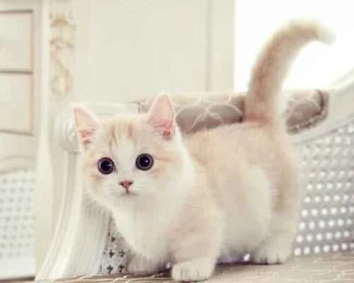 Why do cats always like to chew on leaves?