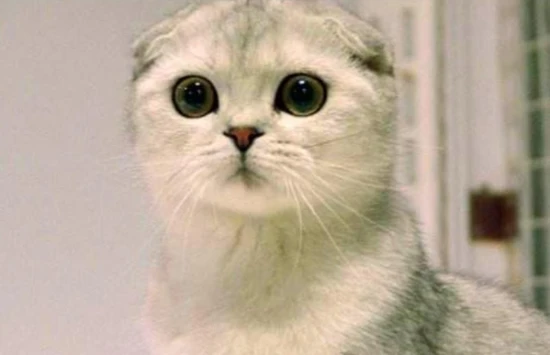 Can Scottish Fold cats drink goat milk powder and what are the benefits?
