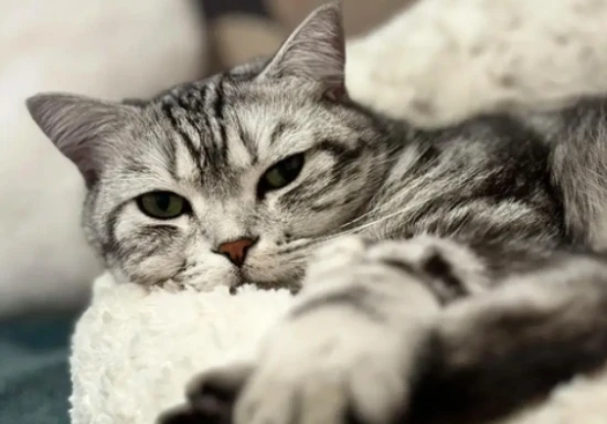 Why does a pregnant cat run away?