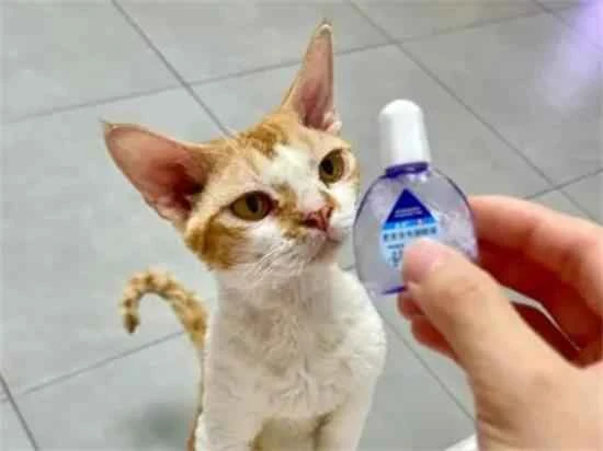 Can cats use human eye drops?