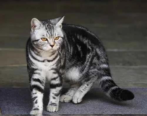 Are cats suitable to keep in the bedroom?