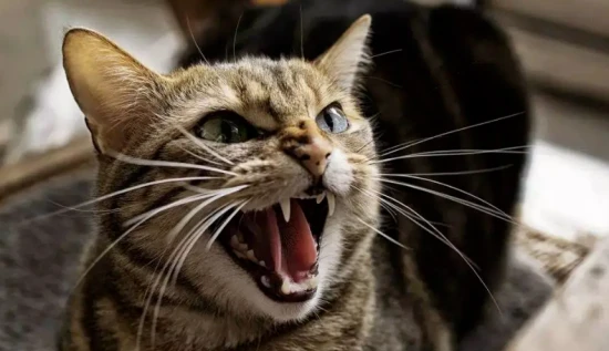 The function of cat whiskers