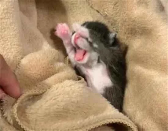 How to feed a kitten whose eyes haven't opened yet?