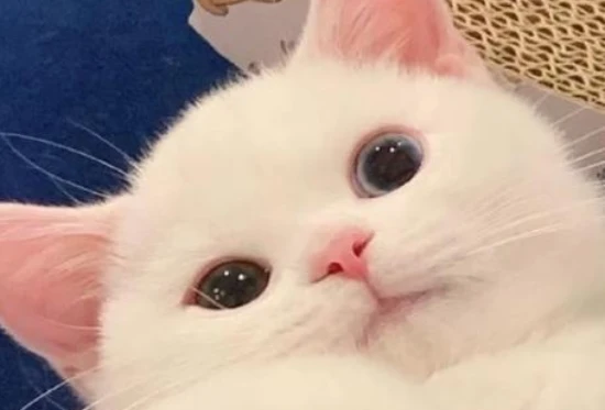 How many times does a cat's heart beat per minute?