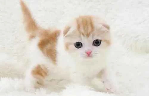 Can cats take a bath in winter?