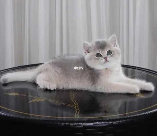 What to do if your cat only eats canned food and not kibble?