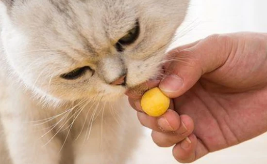 Can cats eat egg yolks? 5 benefits of cats eating egg yolks 猫咪可以吃蛋黄吗?猫咪吃蛋黄的5个好处盘点