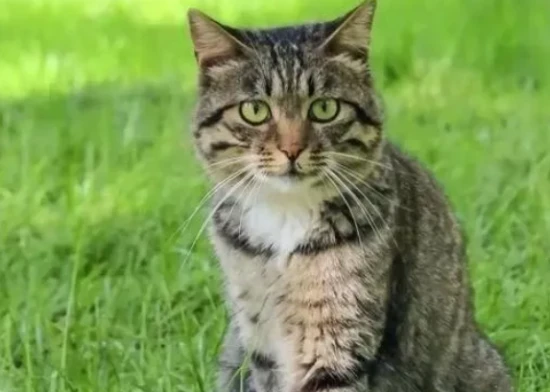 Which cats are most likely to be abandoned?