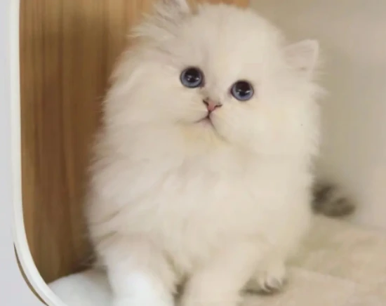 Why do cats cry? Do cats cry because of emotions?