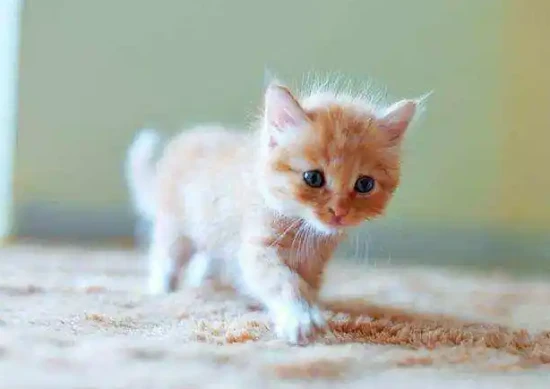 Will a kitten that's just one month old poop on its own?