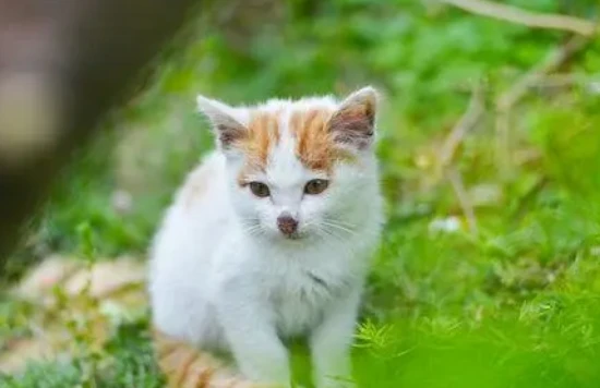 Why is my cat running around like crazy?