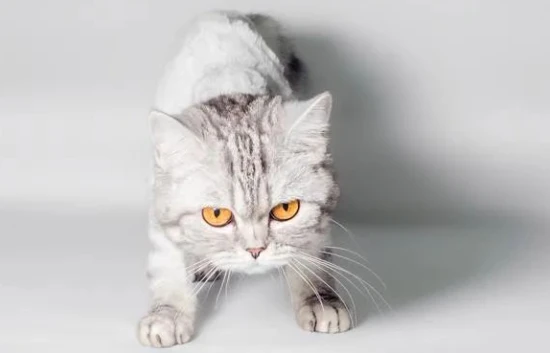 These breeds are the top choices for first-time cat owners, especially for women: they are gentle, adorable, and easy to care for.