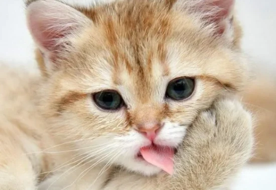 In the world of cats, what is considered beautiful?