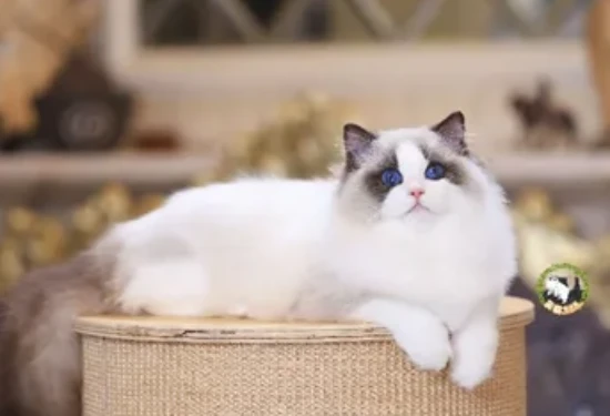 Why do Ragdoll cats like to lick their fur?