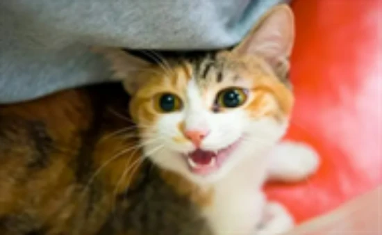 How pregnant women and pet cats get along