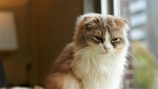 How to care for a stray cat?