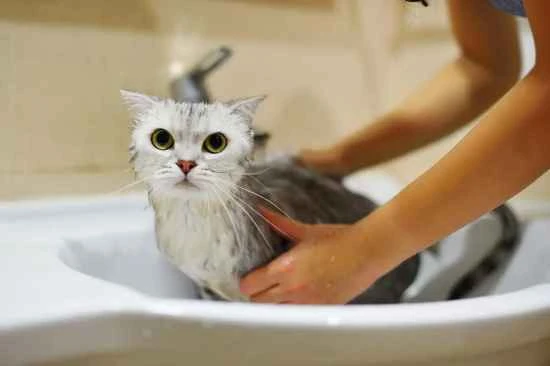 What's the best shampoo for a cat that sheds a lot?