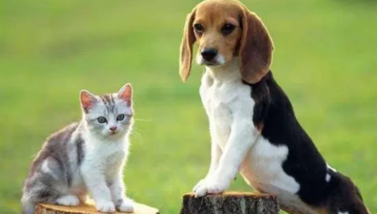 Which is smarter, a cat or a dog?