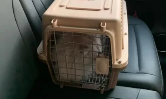 How to deal with cat pooping on long bus trips?