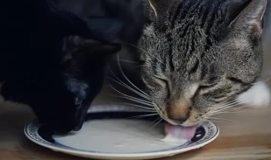 How old can a cat live?