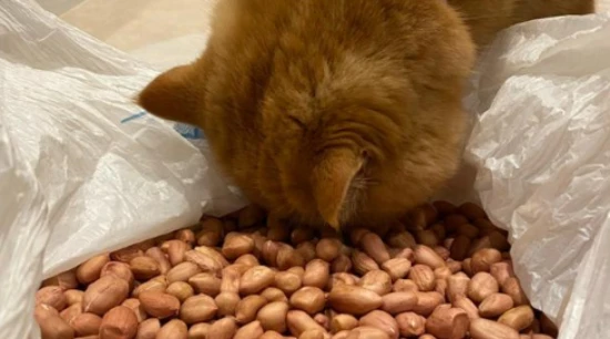 Can cats eat peanuts?