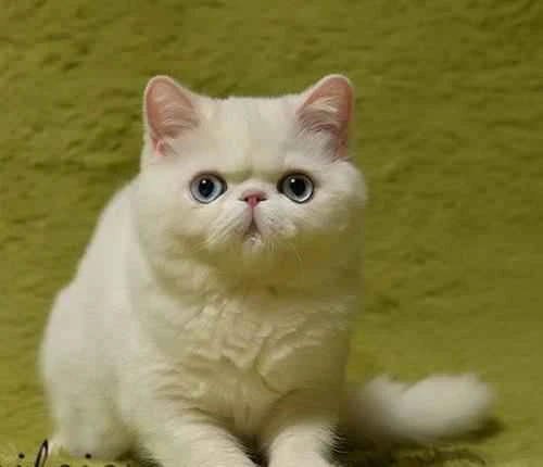 Do cats get cold in winter? How can I keep my cat warm in winter?