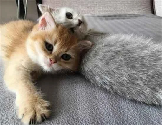 Would keeping a cat in an apartment building cause too much odor?