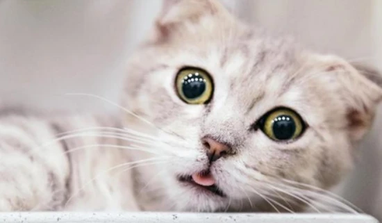 Is it okay to not put a cat in its cage when riding in a car?