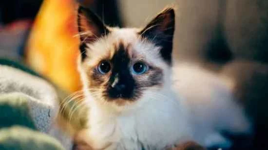 Can cats eat human probiotics?